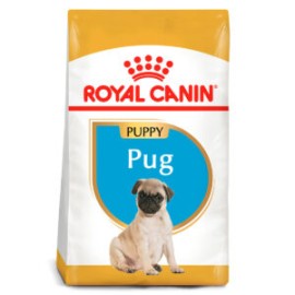Pug Puppy 1.14kg