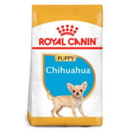 Chihuahua Puppy 1.14kg