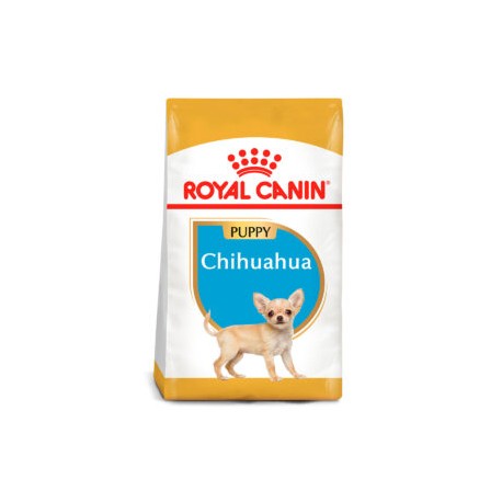 Chihuahua Puppy 1.14kg