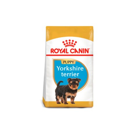 Yorkshire Terrier Puppy 1.14kg