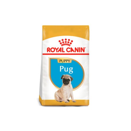 Pug Puppy 1.14kg